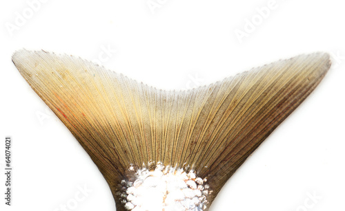 tail fish isolated on white background