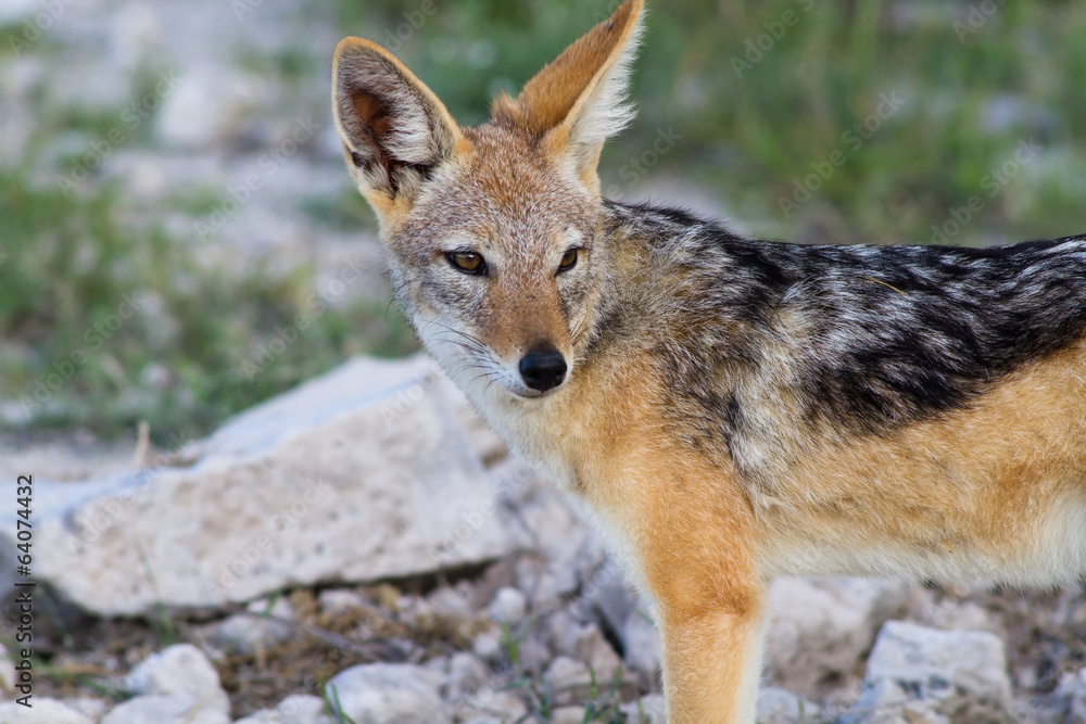 Close up of a jackal