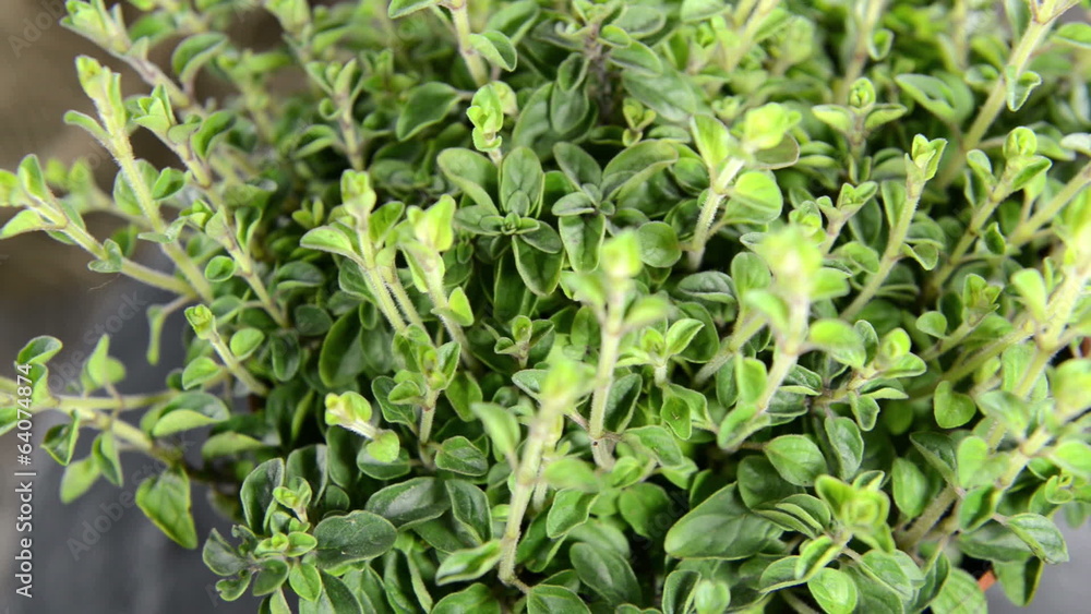 Oregano Plant (seamless loopable) Oregano Plant (seamless loopable)