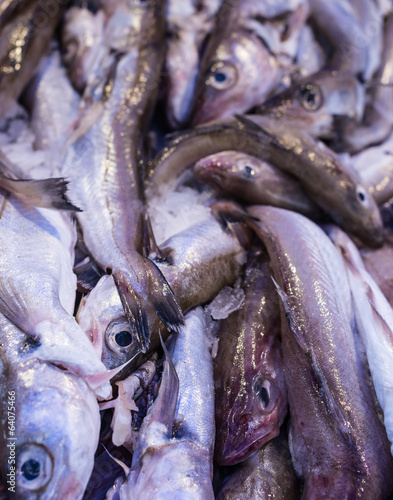 Piled Whiting sea-fish in a market stall photo