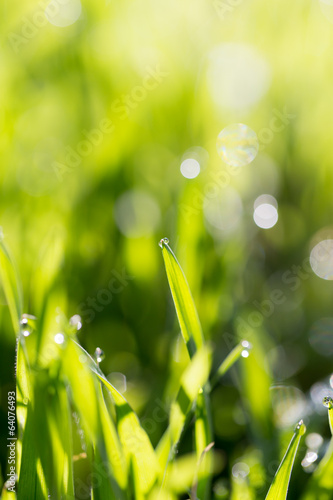 beautiful dew on the grass