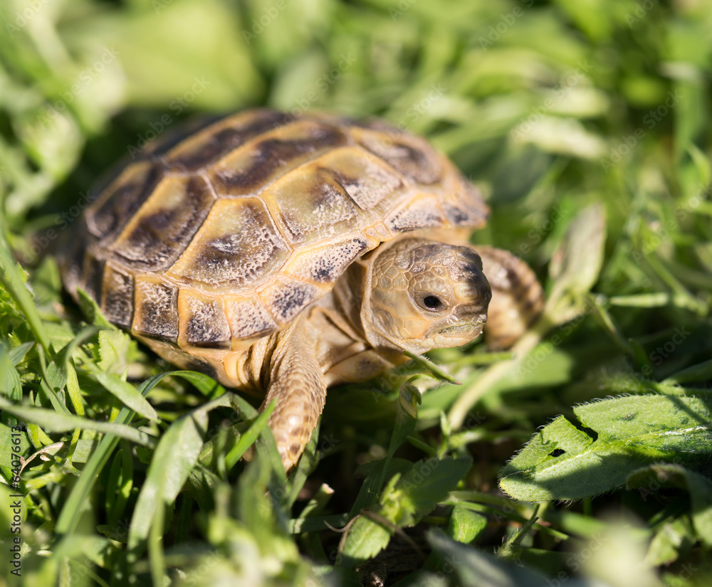 turtle in nature turtle in nature
