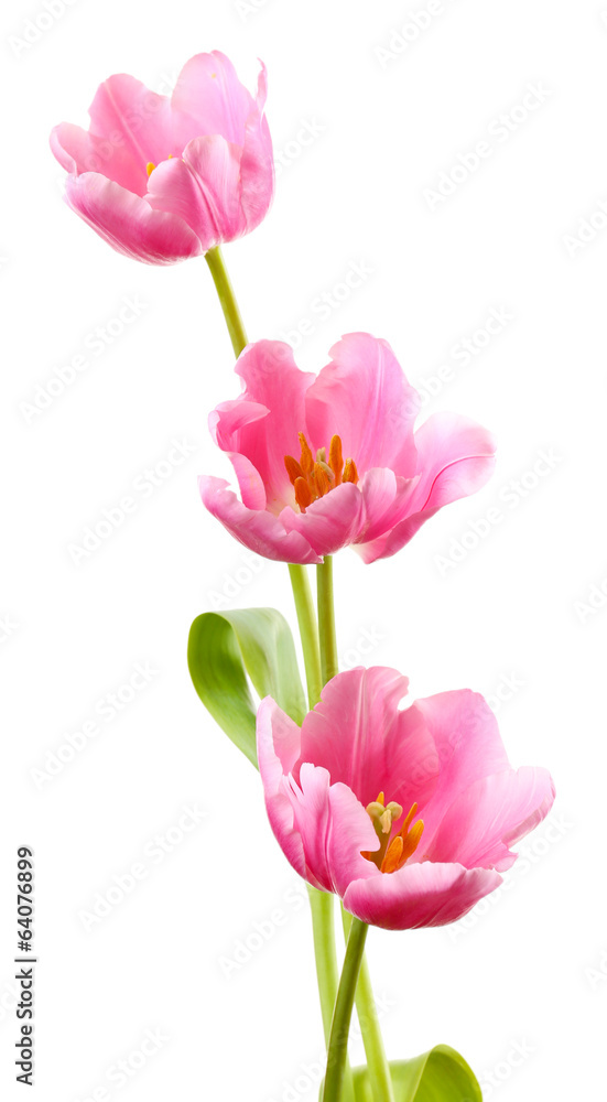 Beautiful tulips isolated on white Beautiful tulips isolated on white