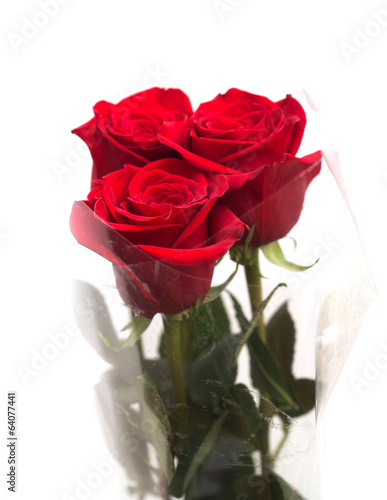 red roses on a white background