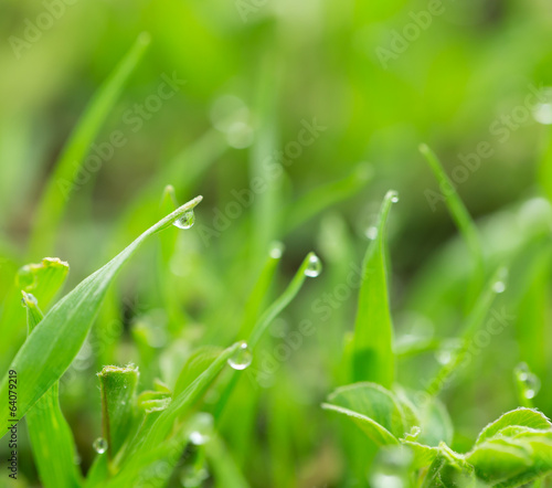 drops of dew on the grass. macro