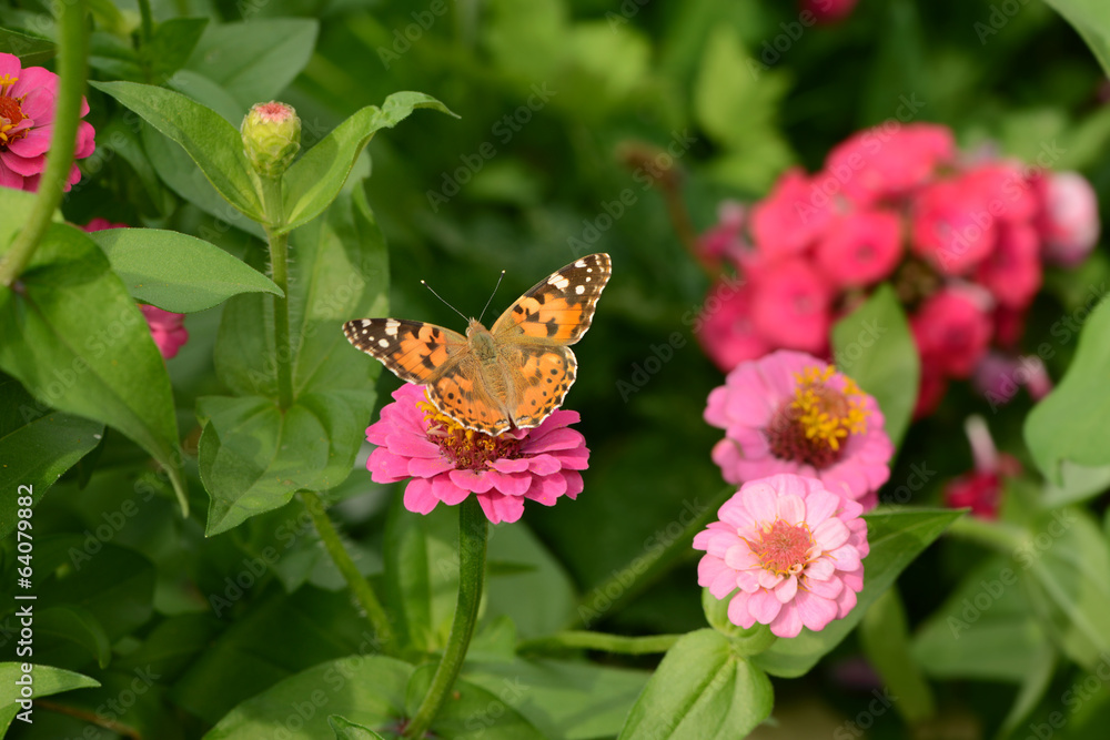 Obraz premium Schmetterling 118