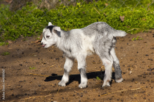 Goatling (Capra hircus) photo