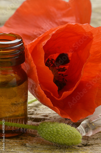 Papaver Mák Papavero Мак Mohn ケシ属 Pavot Valmue photo