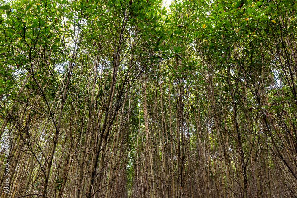 Fototapeta premium Mangrove forest on summer