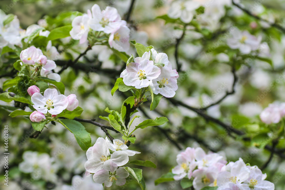 Apple blossom Apple blossom