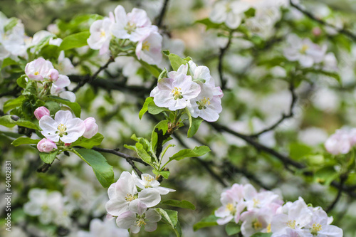 Apple blossom