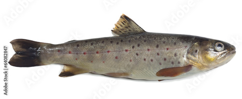 Brown trout, Salmo trutta fario isolated on white background photo