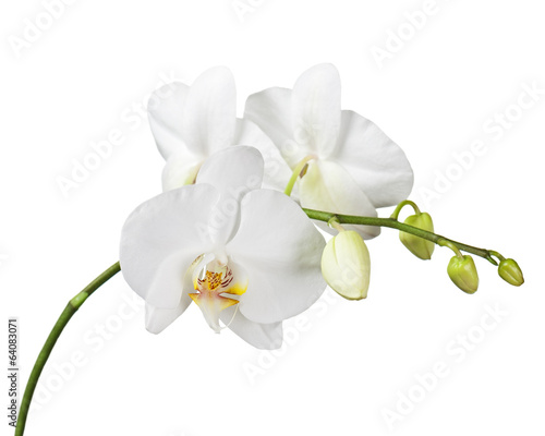 Three day old orchid isolated on white background. © GLandStudio