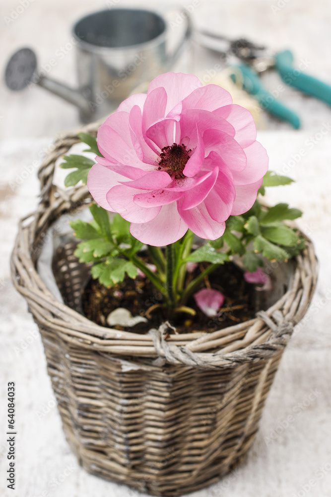 Pink persian buttercup flower and garden accessories
