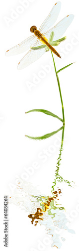 libellule sur herbe, Dactyloctenium aegyptium