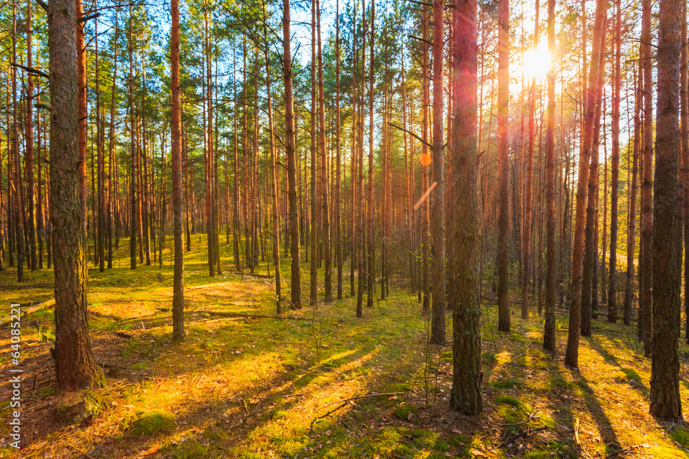 Sunset In Spring Forest Sunset In Spring Forest