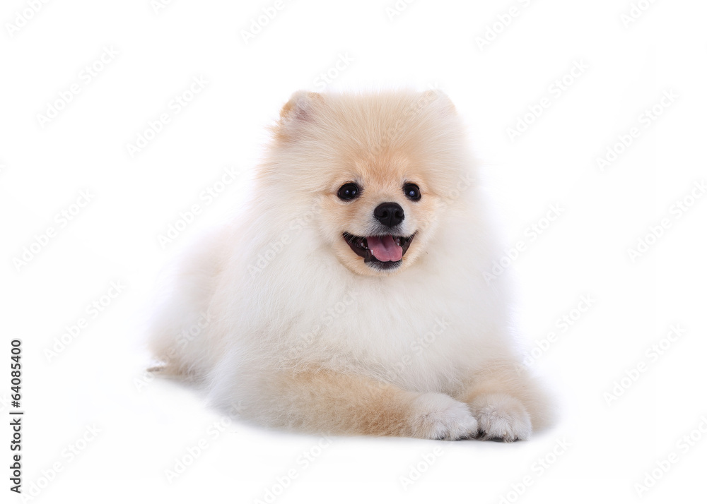 White pomeranian puppy dog isolated on white background White pomeranian puppy dog isolated on white background