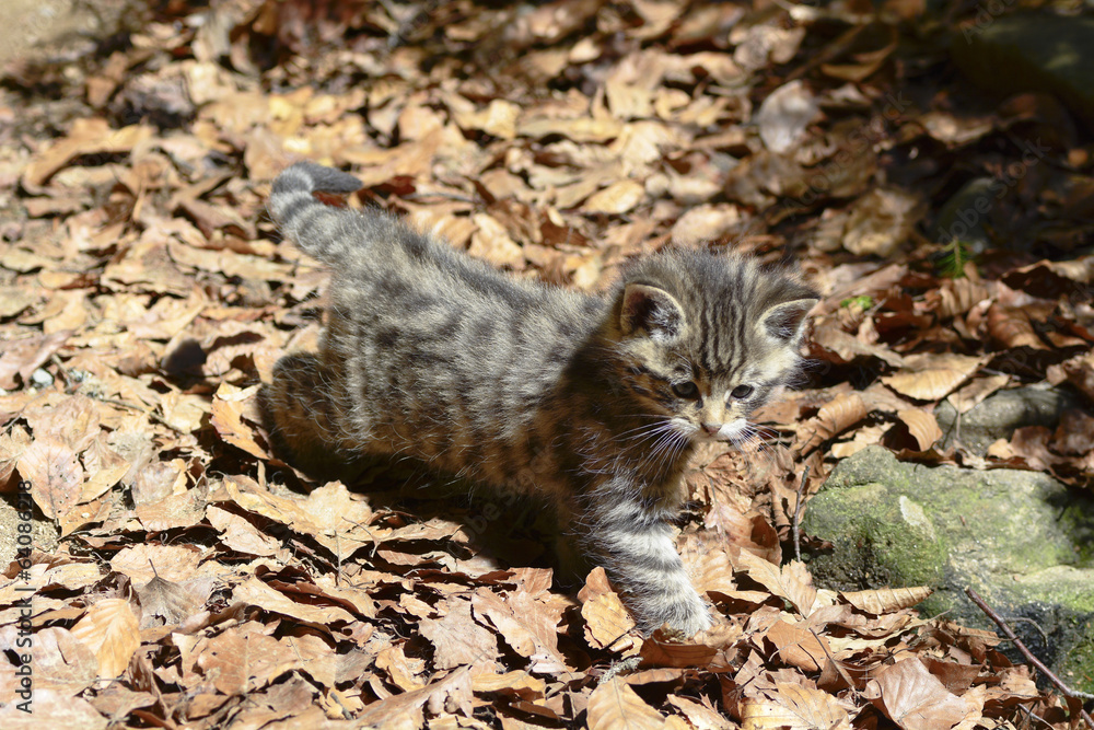 Obraz premium Wildkatze Jungtier