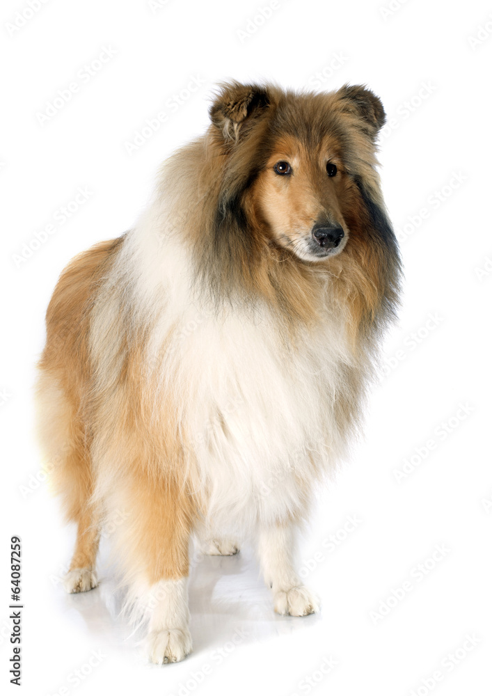 Fototapeta premium rough collie