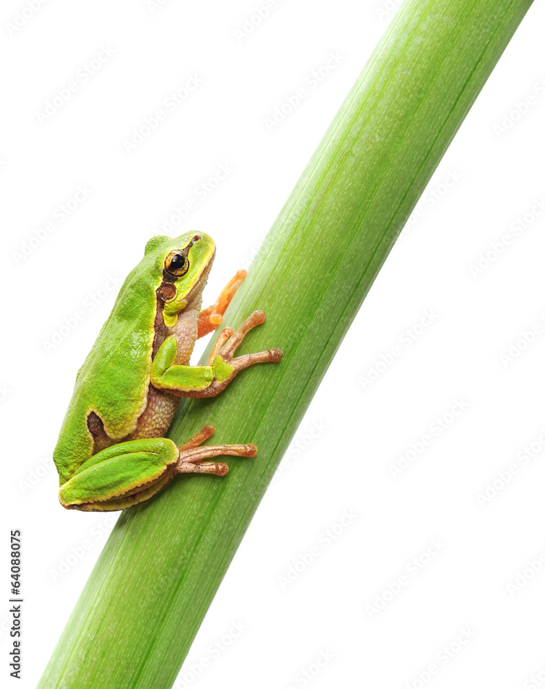 Naklejka premium frog sitting on a leaf