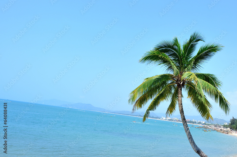  nice palm tree with fruits in the blue sunny sky 