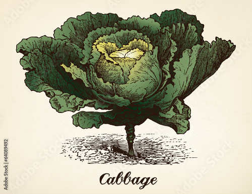 Cabbage vintage illustration vector