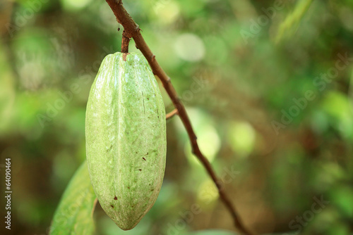 green cocoa fruits gorw on tree