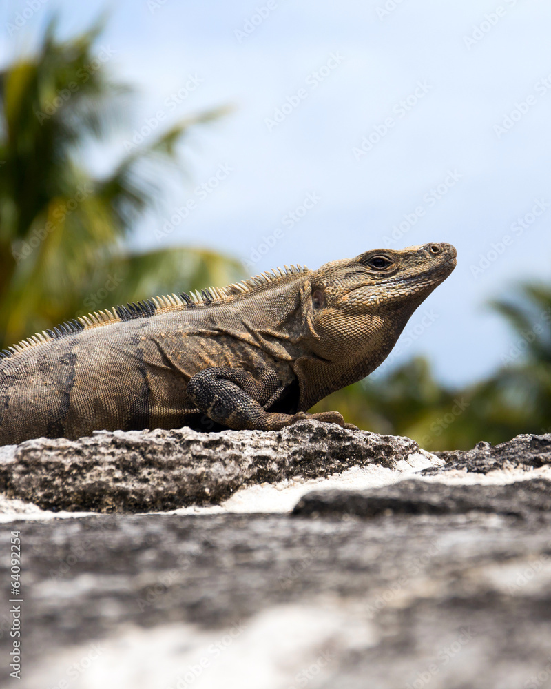 Naklejka premium Mexican Iguana