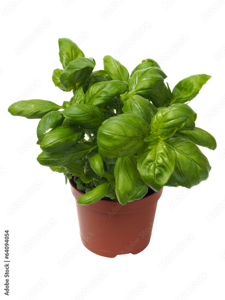 Basil herb on white Basil herb on white