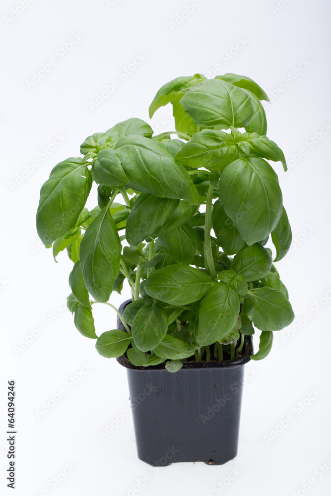 Fresh basil leaves isolated on white background Fresh basil leaves isolated on white background