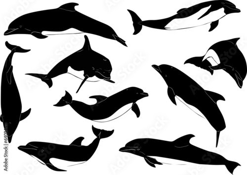 nine dolphins isolated on white