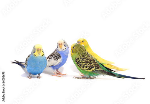 budgie © fotomaster