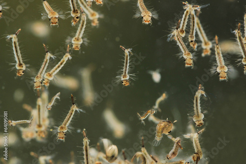 Bilde på lerret Mosquito's larva in water.