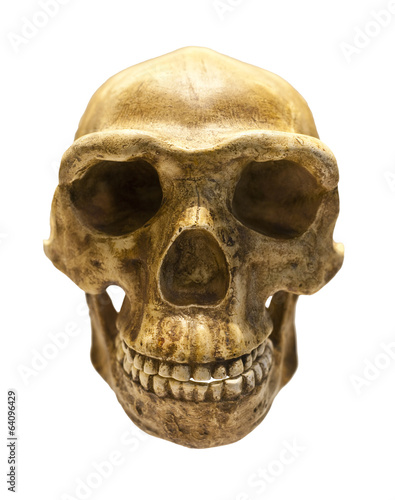 Fossil skull of Homo Antecessor