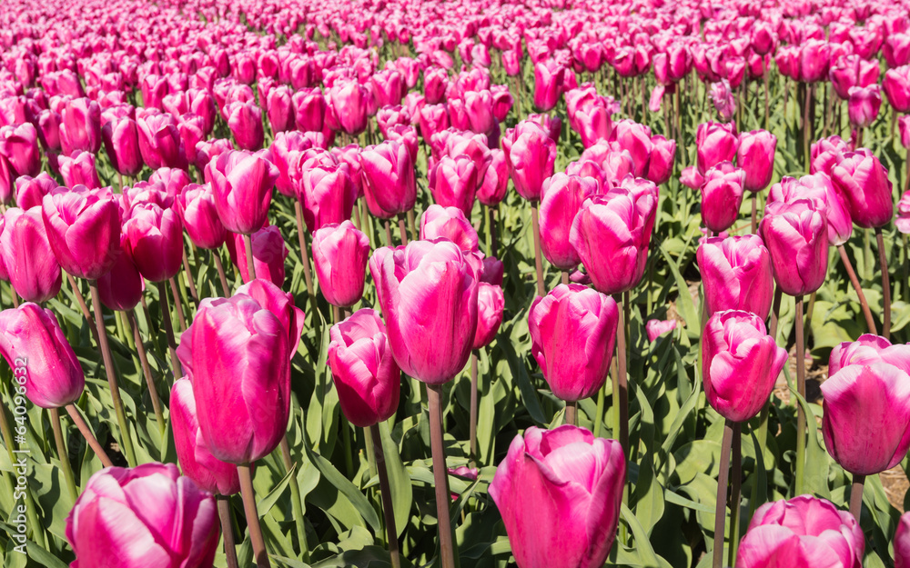 Closeup of pink flowering tulips - obrazy, fototapety, plakaty 