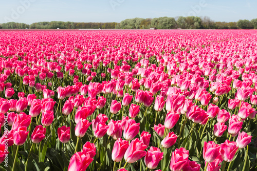 Pink flowering tulips