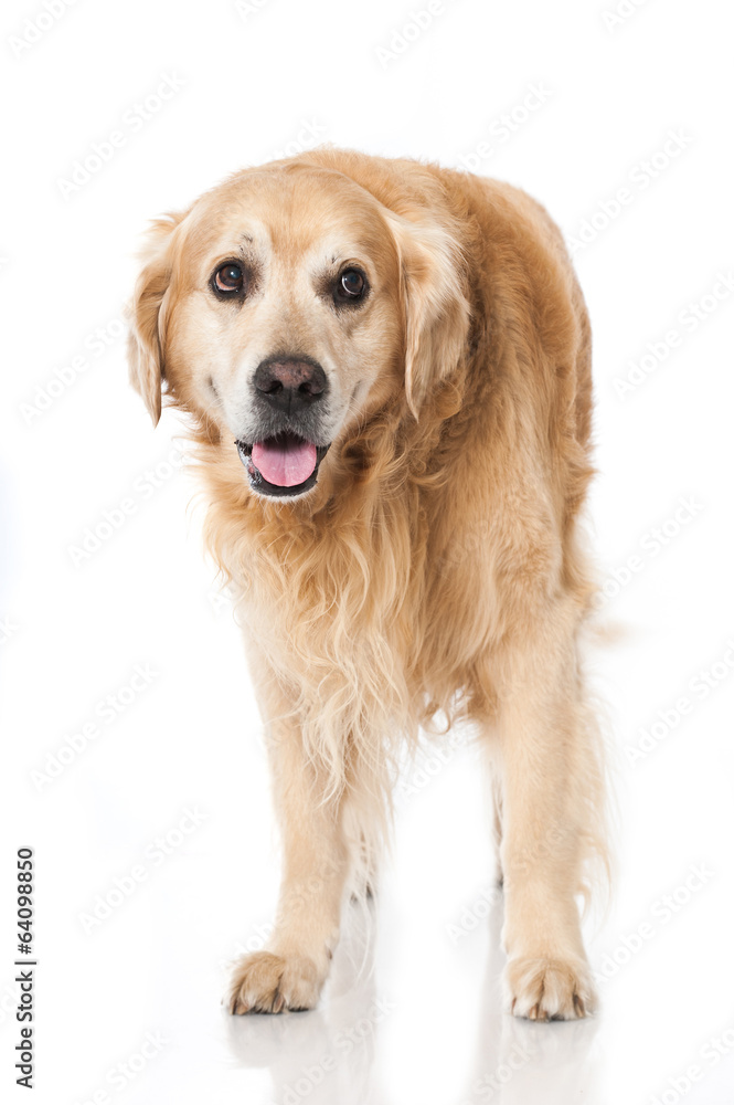 Obraz premium Golden Retriever