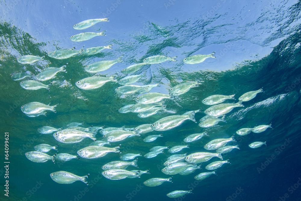 Fototapeta premium Mackerel Fish in Ocean