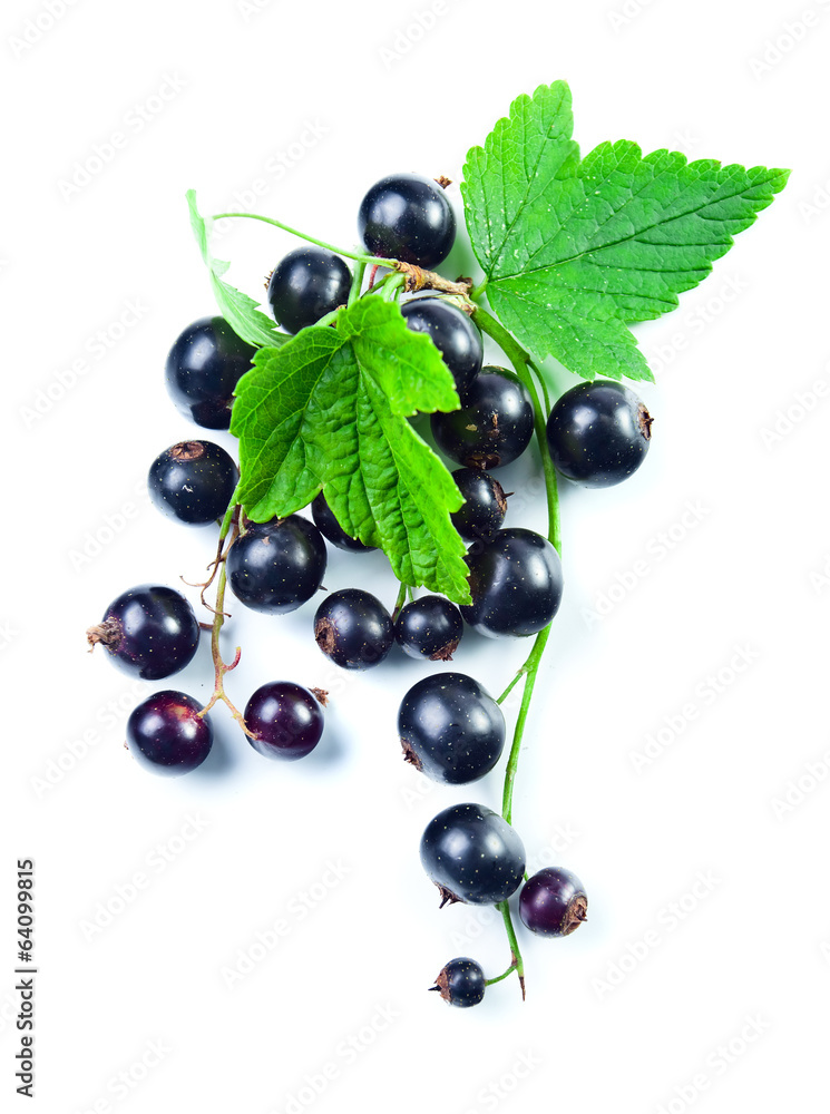 black currant black currant