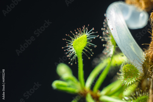 Drosera madagascariensis photo