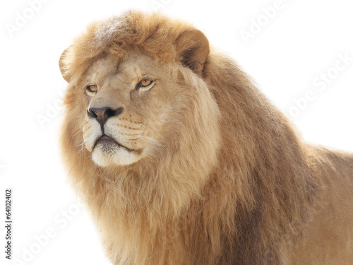 Fototapeta Naklejka Na Ścianę i Meble -  Proud lion