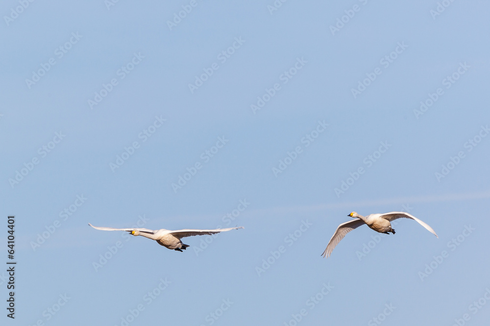 Whooper swans flying