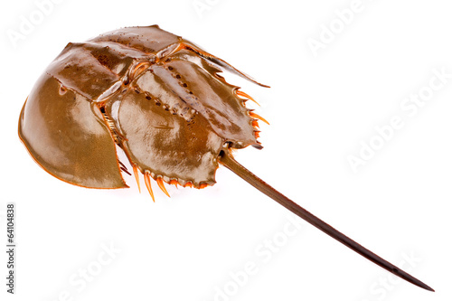Horseshoe crab in isolated on white background