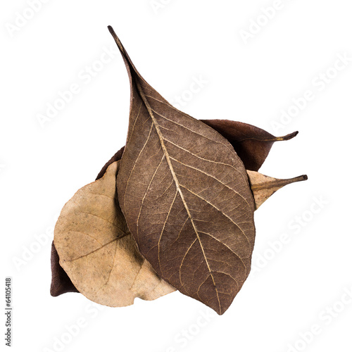 Dry leaf