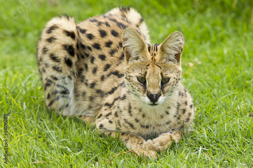 resting Cerval