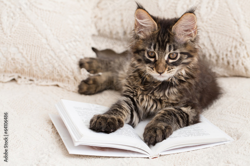 Maine coon kitten reading book