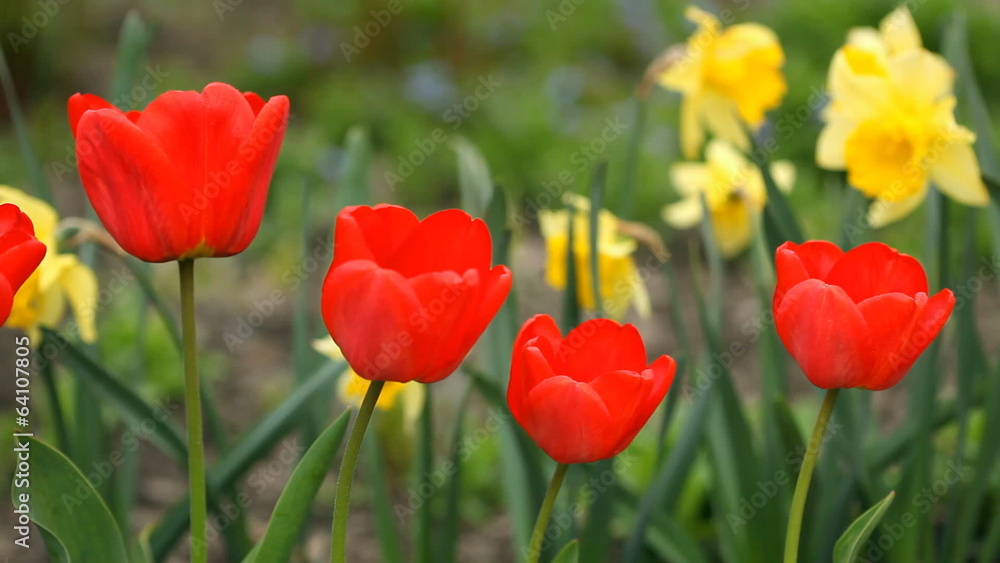 Red tulips in the garden. Sliding camera Red tulips in the garden. Sliding camera