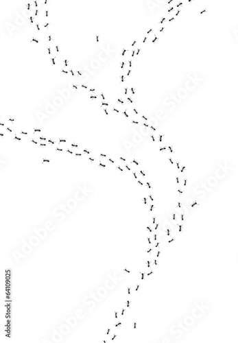 ants