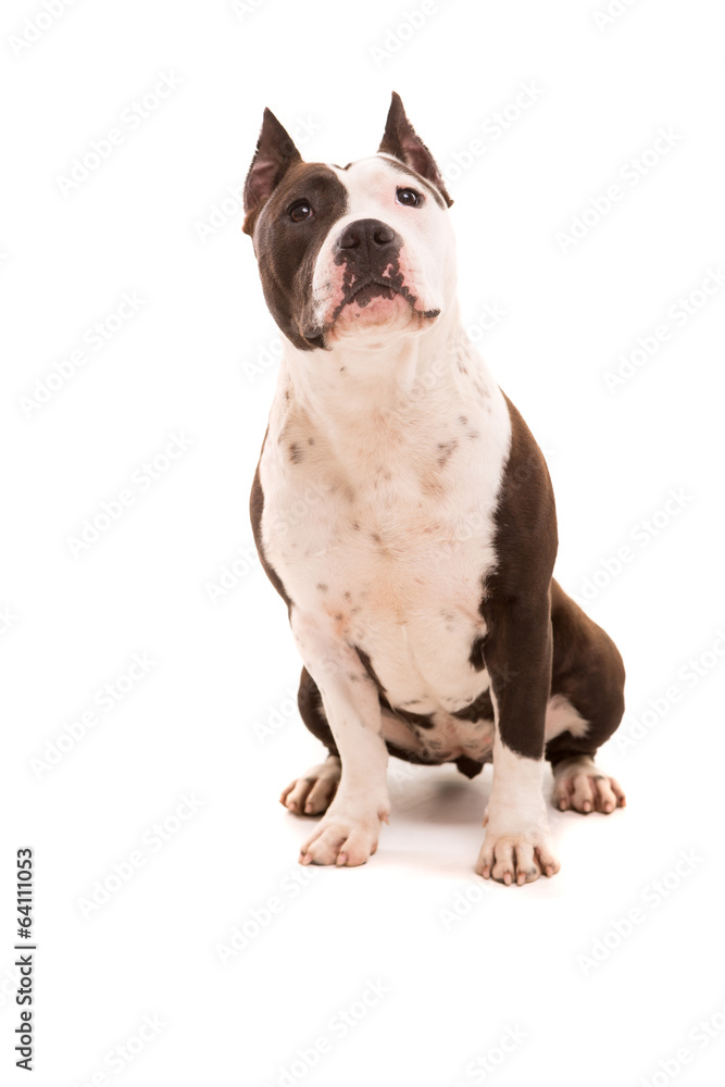 American Staffordshire Terrier