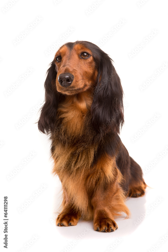 Teckel (dachshund)